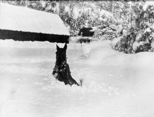 Horse in snow in Greenville