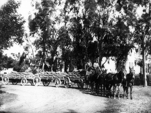 Hauling Grain in Williams