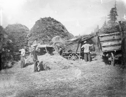 Gathering hay
