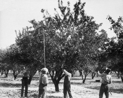 Harvesting Almonds