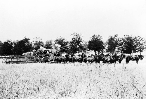 Horse drawn harvesters