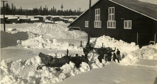 Diggin in Snow