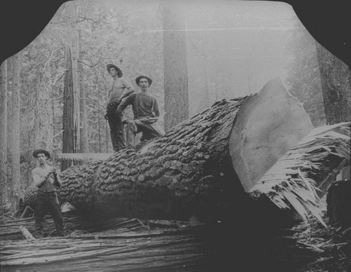 Three Loggers