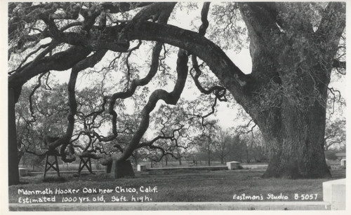 Hooker Oak