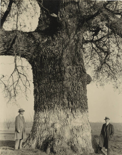 Hutchings Oak tree