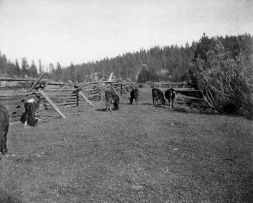 Cattle at Spanish Ranch