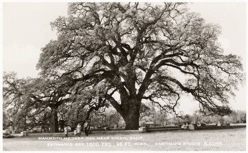 Hooker Oak