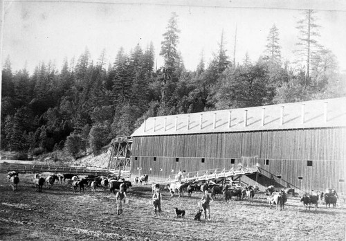 Mills Ranch Barn