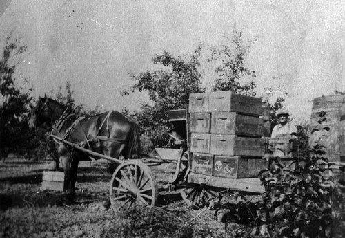 Gathering Prune Boxes