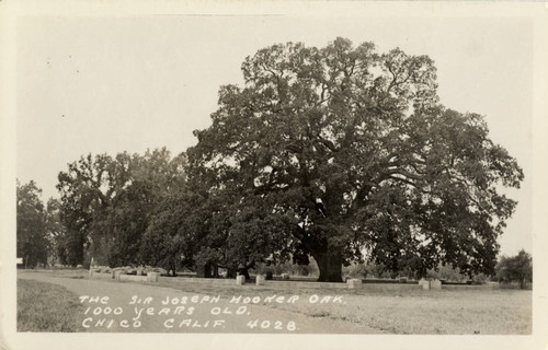 Hooker Oak