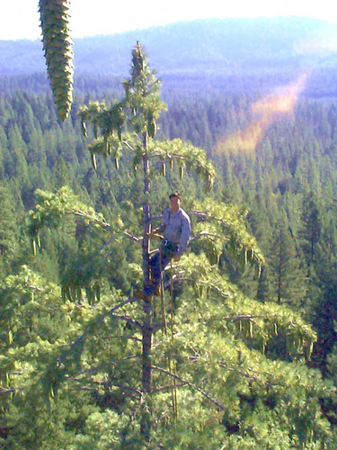 Tim Warshawer picking cones--Soper-Wheeler Company