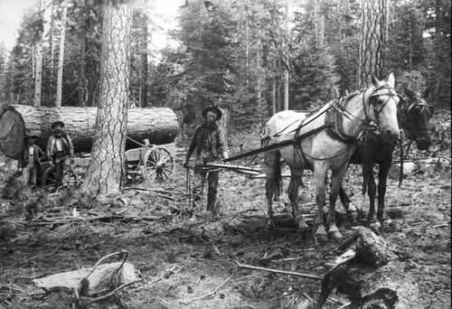 Logging at the Wetzel Mill