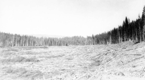 Cleared Section of Timber