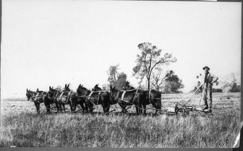 Agricultural Draft Horses