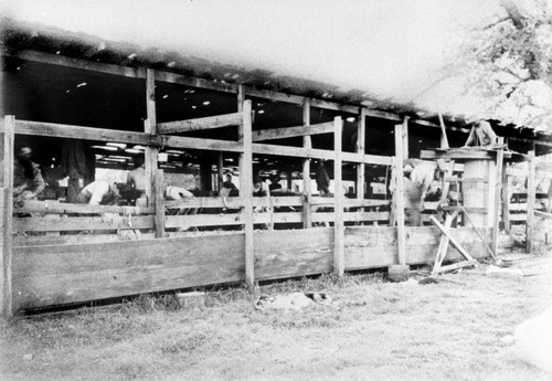 Shearing sheep on Rancho Chico