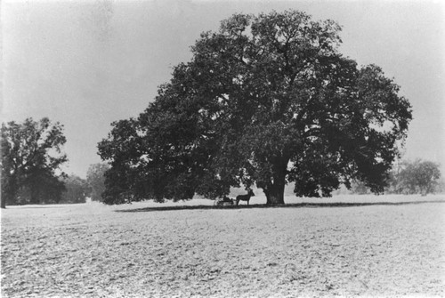 Hooker Oak