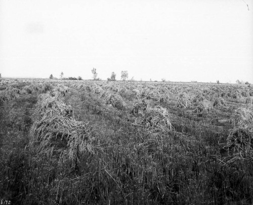 Rice Harvest