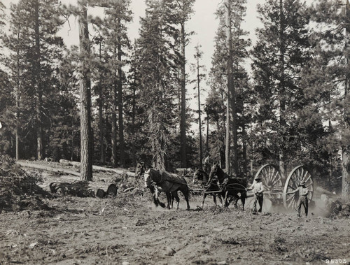 Charles W. Blakesley with team hauling logs