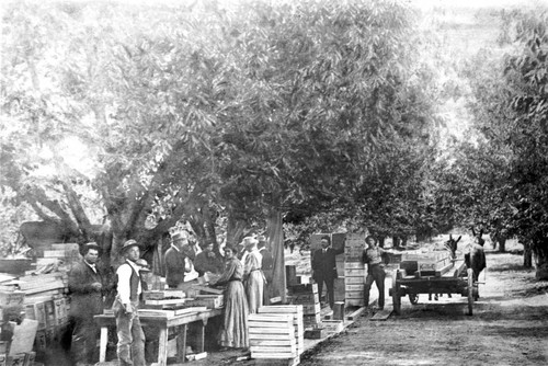 Cherry harvesting on Rancho Chico