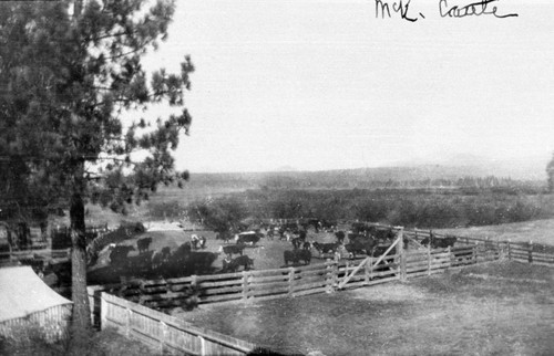 Pasture Scene in Chester