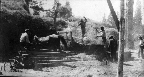 Harvesting Hay