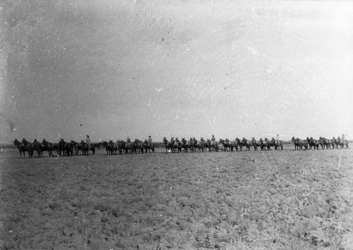 Colusa CO. Draft Animals