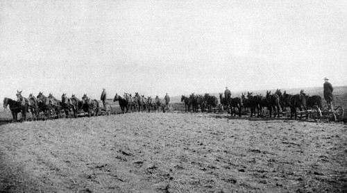 Teams of mules on Nelson Ranch