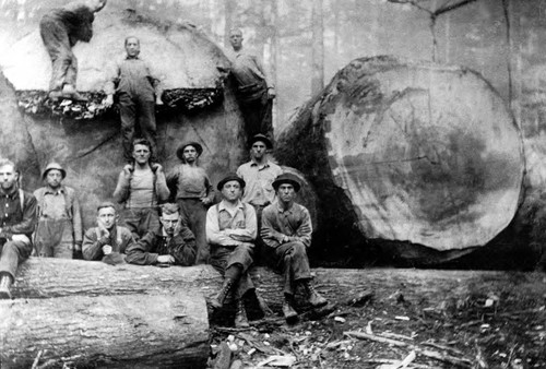 Loggers in front of two huge fallen logs