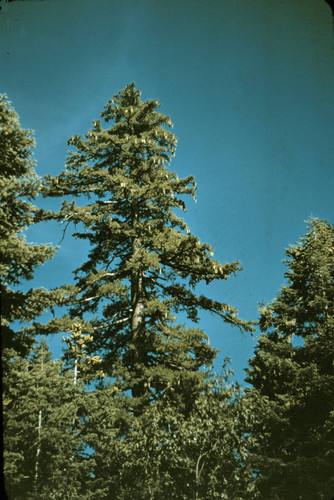 Sugar pine with pine cones--Soper-Wheeler Company