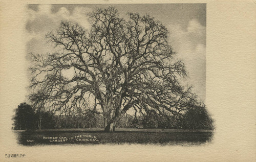 Hooker Oak