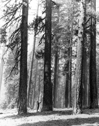 Timber Cruiser in Susanville