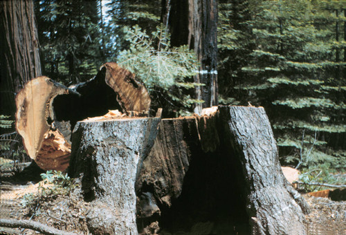 Sugar pine stump with decay--Soper-Wheeler Company