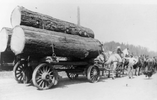 Logging at Jeskey Ranch