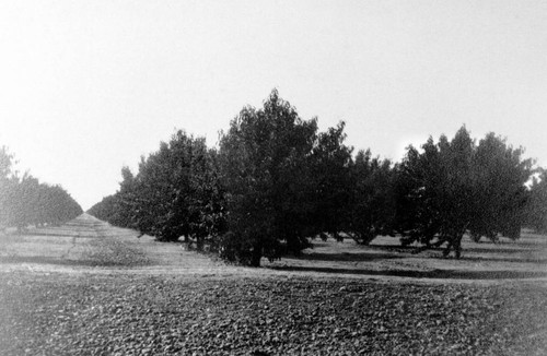 View of peach tract on property of Bidwell Orchards, Inc