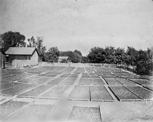 Prune drying yard