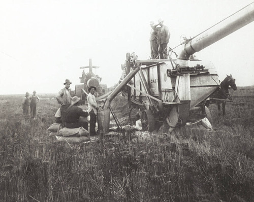 Rice Harvesting