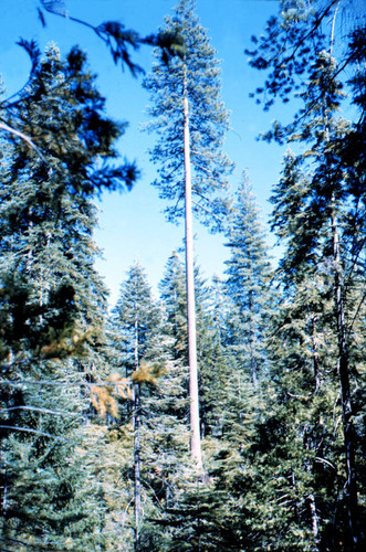 Ponderosa pine--Soper-Wheeler Company