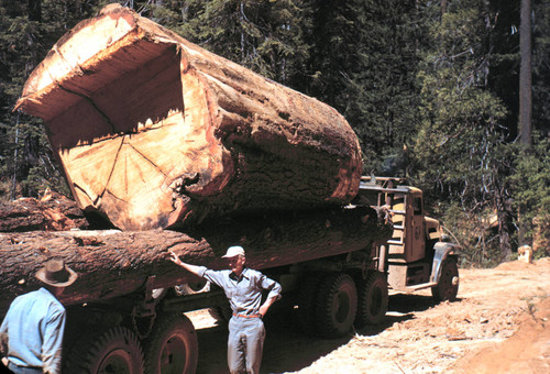 Huge log for Sacramento Box Mill--Soper-Wheeler Company