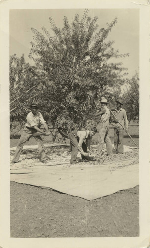 Harvesting Almonds - Chico