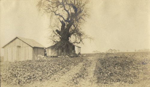 Sacramento Valley Sugar Company - Buildings