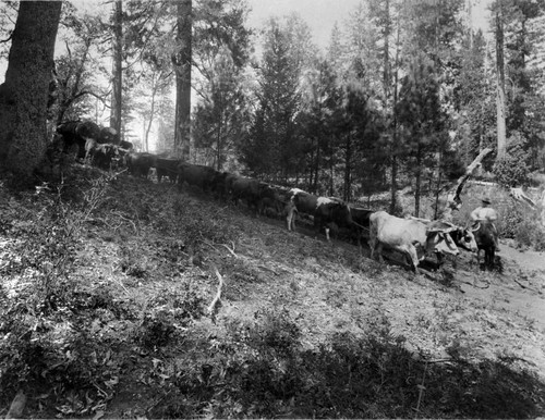 Oxen Hauling Lumber