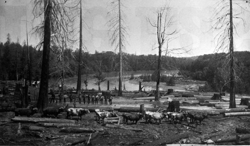 Klamath River Logging