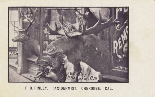 F.B. Finley Taxidermist Store