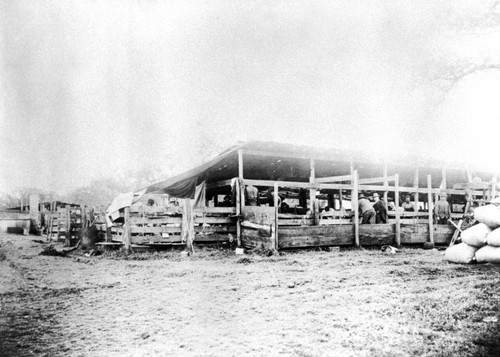 Shearing sheep on Rancho Chico