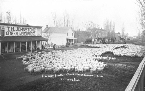 Herd of sheep in downtown Cedarville, California