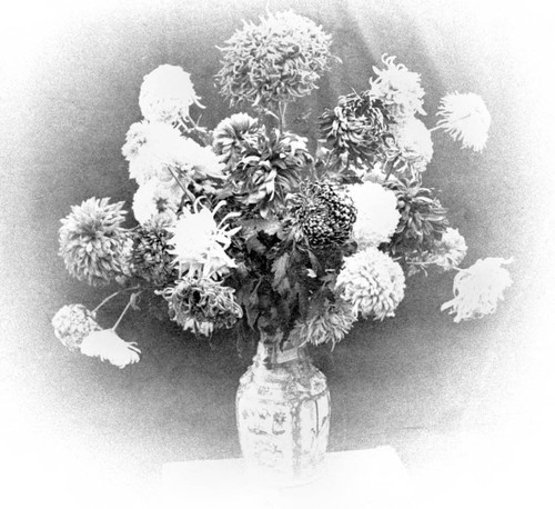 Chrysanthemums in a vase