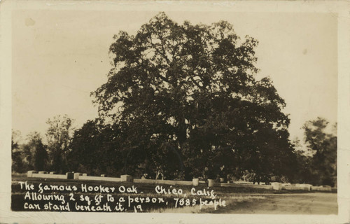 Hooker Oak