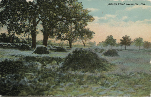 Alfalfa field