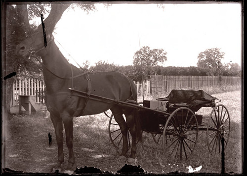 Horse and buggy at Morehead Ranch