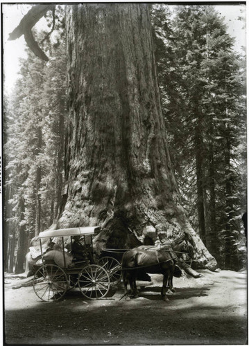 Horse and buggy in front of giant sequoia redwood tree